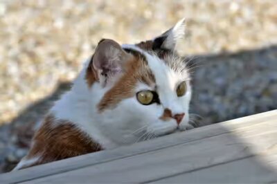 Est-ce qu'un chat peut consommer de la grenade?