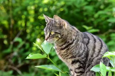 Les chats peuvent ils consommer des raisins?