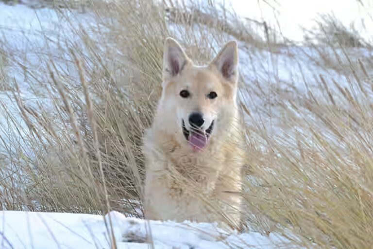 chiens peuvent-ils manger de la glace ?