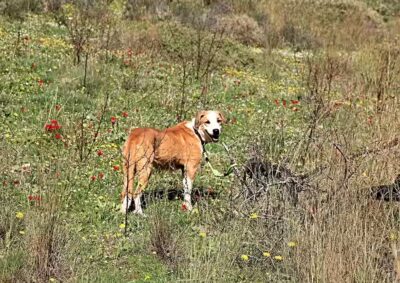 chiens peuvent-ils manger des tomates cerises ?