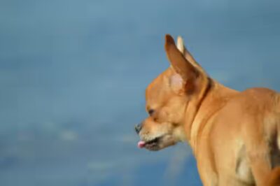 chiens peuvent-ils manger du bacon ?