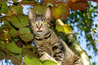 Le chat avec le hoquet.