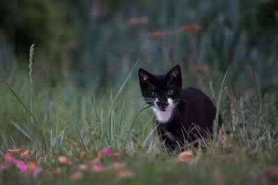 Est-ce que les chats peuvent consommer de la viande?