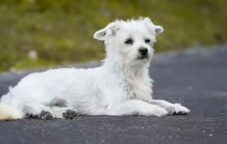 Les chiens peuvent-ils manger des sushis ?