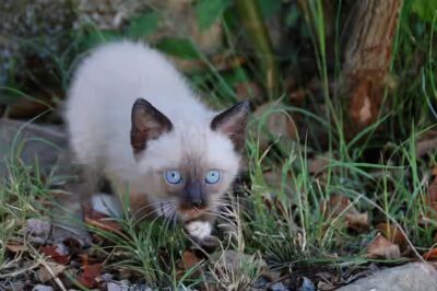 cannelle est-elle bonne pour le chat ?