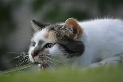 donner du lait à un chat? 