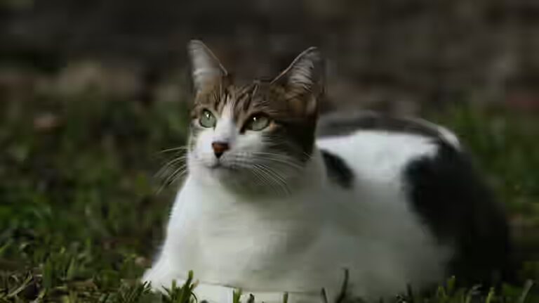 Le chat mange la souris : légende ou réalité?