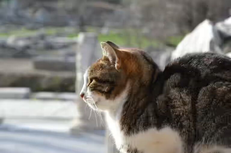 Le chat peut il manger des pommes avec la peau