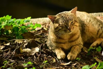 chat consomme beaucoup d'eau