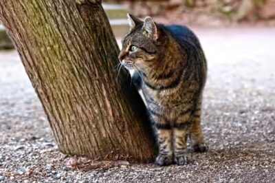 chat peut-il boire du jus de fruit ?