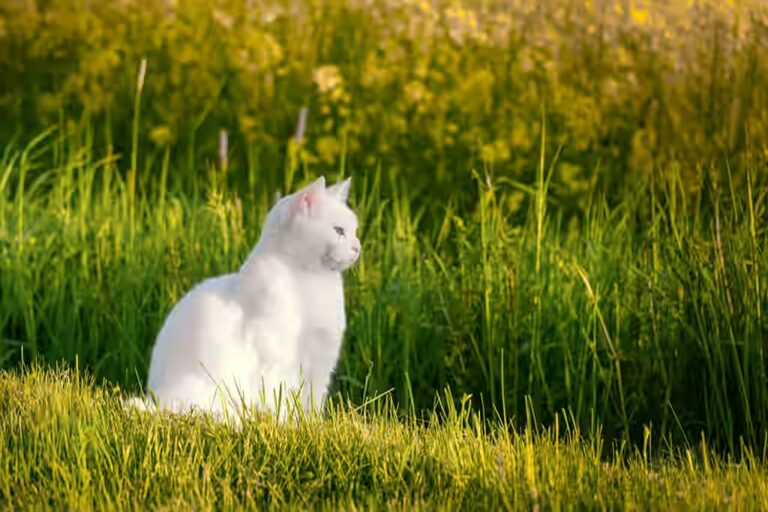 Est-ce que le chat peut manger de la pâtisserie