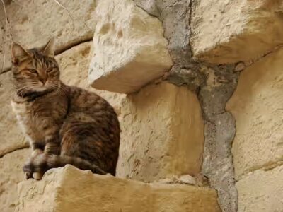 chat peut-il manger des moules ?