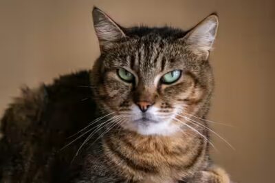 chat peut-il manger du camembert ?