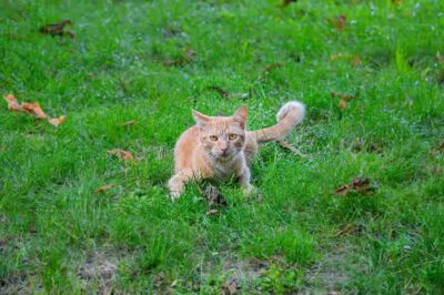 chat peut-il manger du chili con carne ?