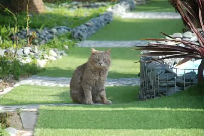 donner du pop-corn à un chat?