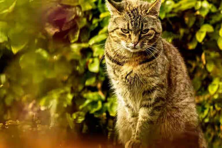 Est-ce que le chat peut manger de la citronnelle?