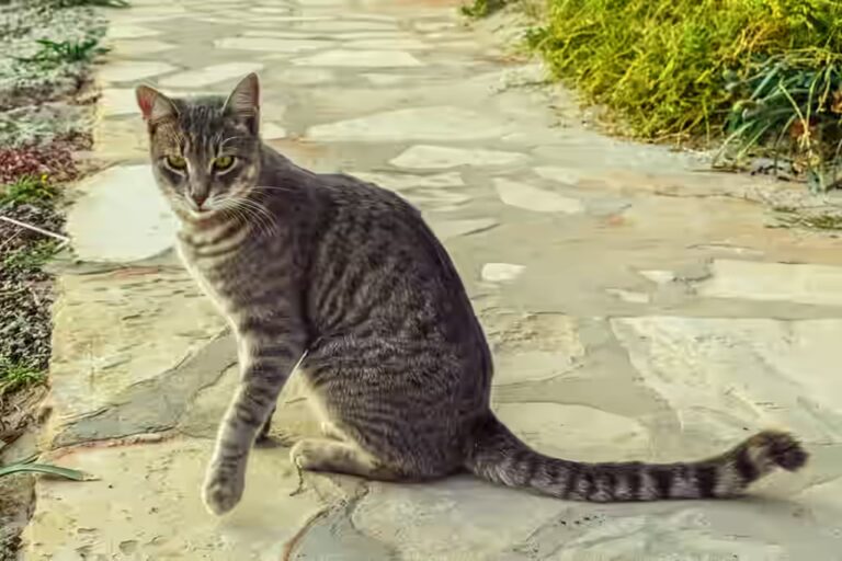 Est-ce que le chat peut manger de la dinde ?