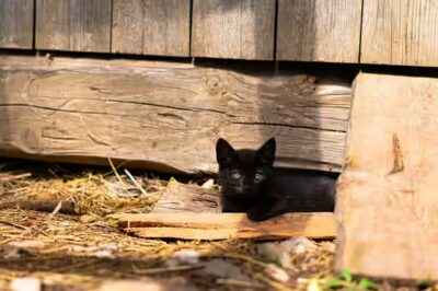 Est-ce que le chat peut manger des cacahuètes?