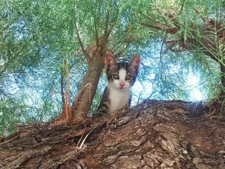 Est-ce que le chat peut manger des champignons ?