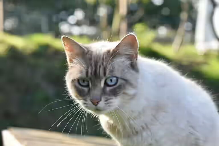 Est-ce que le chat peut manger des pâtes ?