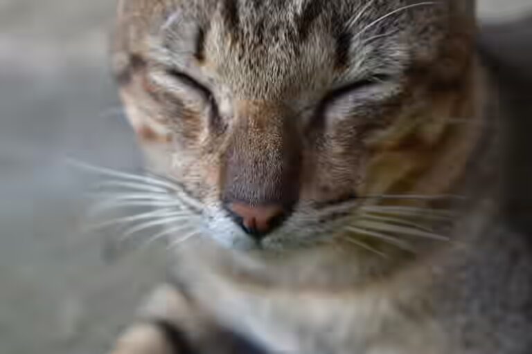 Est-ce que le chat peut manger du miel ?