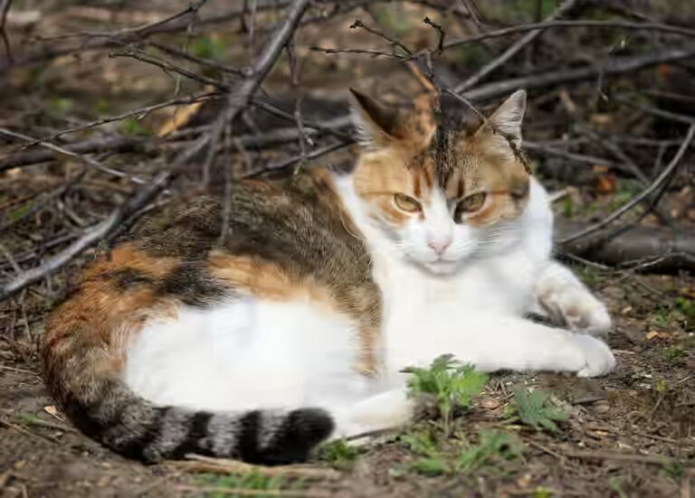 Est-ce que le chat peut manger du tofu ?