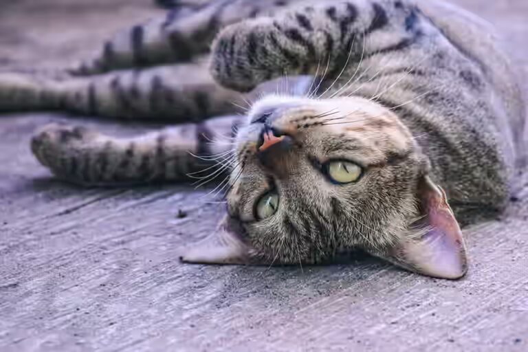 Est-ce qu’un chat peut manger des huîtres ?