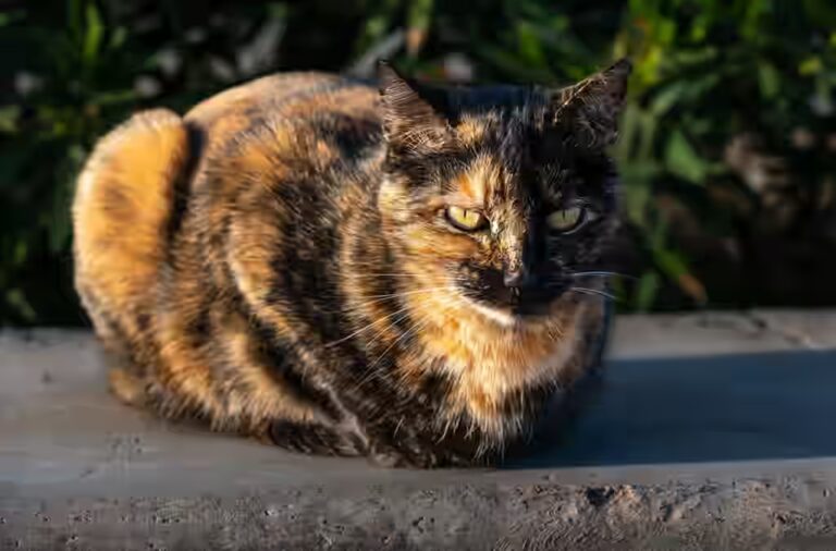 Est-il autorisé aux chats de consommer du pain