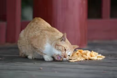 le Chat et le régime végétarien : une idée risquée ?