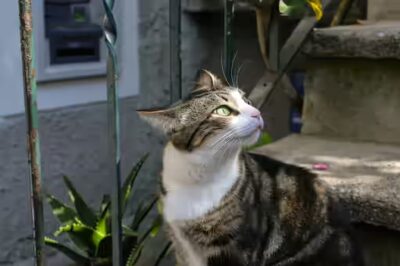  le chat peut il consommer des épinards?