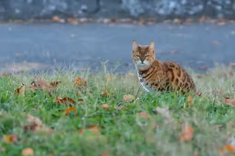 Le chat peut-il manger de la raclette ?