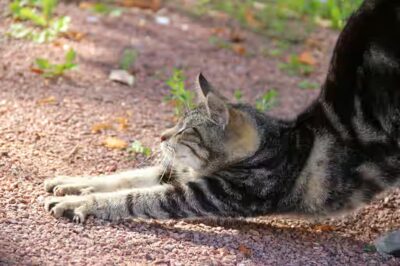  le chat peut il manger de la sauce tomate ?