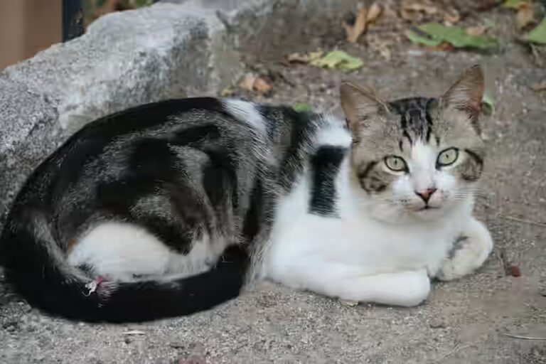 Le chat peut-il manger des crêpes ?