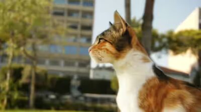  le chat peut il manger du beurre de cacahuète ?