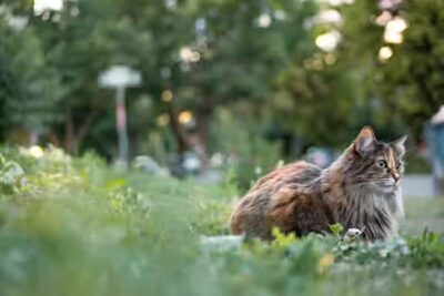 le chat peut il manger du pain