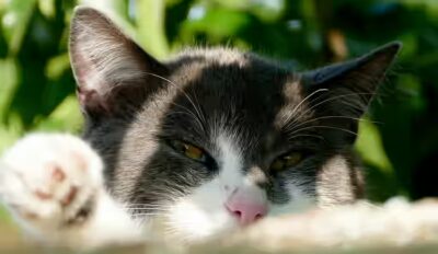 Le chat peut-il manger du quinoa