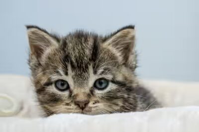 le chat peut manger de la citronnelle?