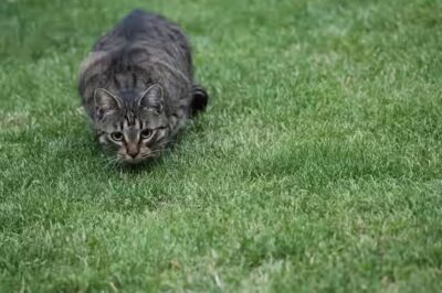 le chat peut manger des croissants ?