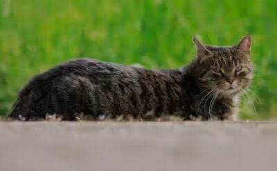 le chat peut manger du beurre ?