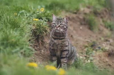 le chat peut manger du miel ?