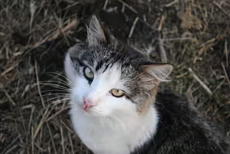 Peut-on donner du jambon à un chat?