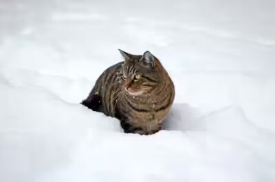 un chat peut-il manger des crêpes ?