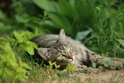 un chat peut il manger des saucisses? 