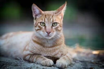 ’un chat peut manger de la dinde ?