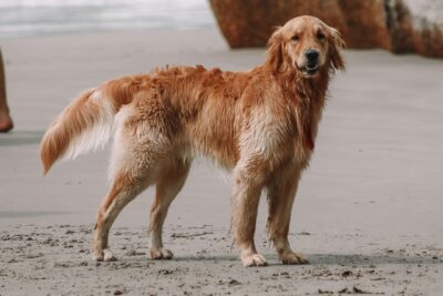 chiens peuvent-ils manger des endives ? 