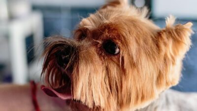 la brosse pour chien idéale.