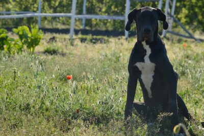 Les chiens peuvent-ils manger de la mélisse officinale