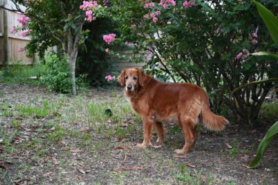 chien peut il manger des mûres